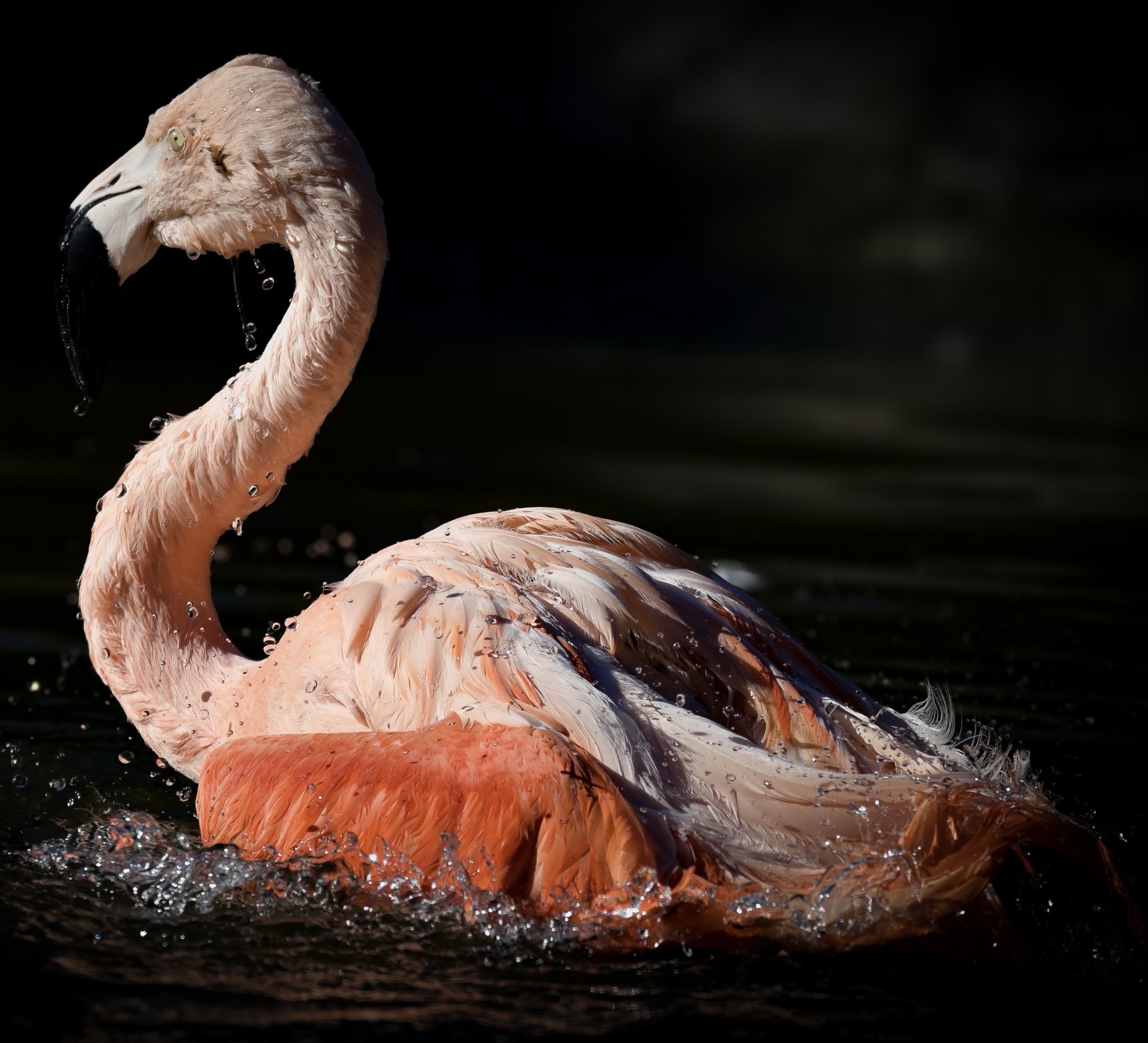 flamingo_pink